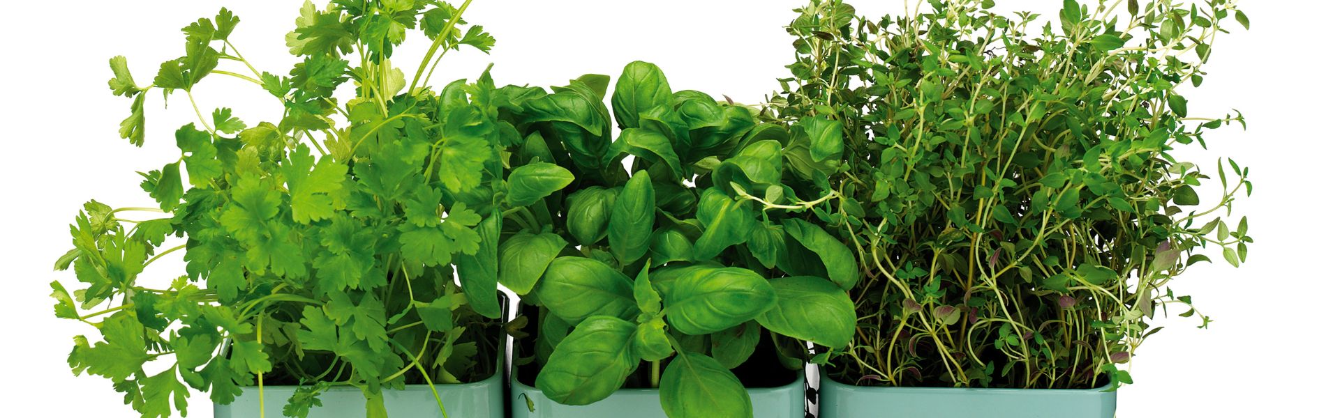 ALPAKA Kft - Fűszer Nagyker