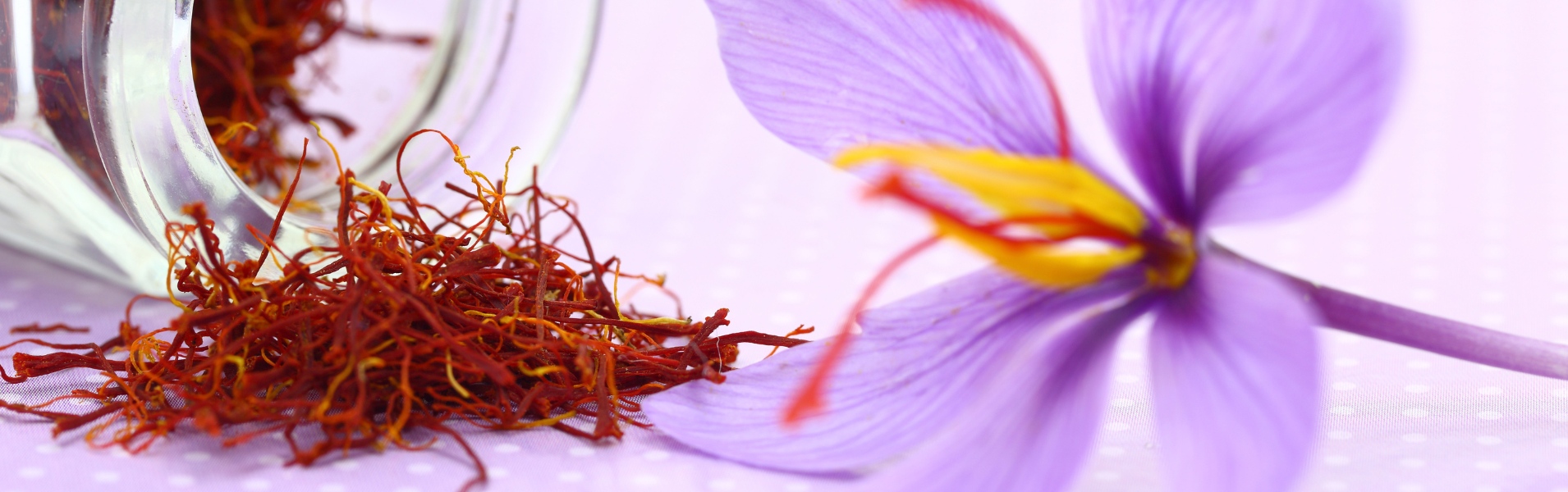 ALPAKA Kft - Fűszer Nagyker