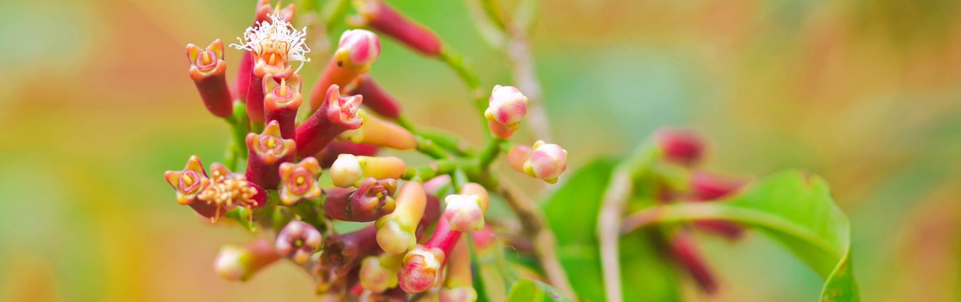 ALPAKA Kft - Fűszer Nagyker