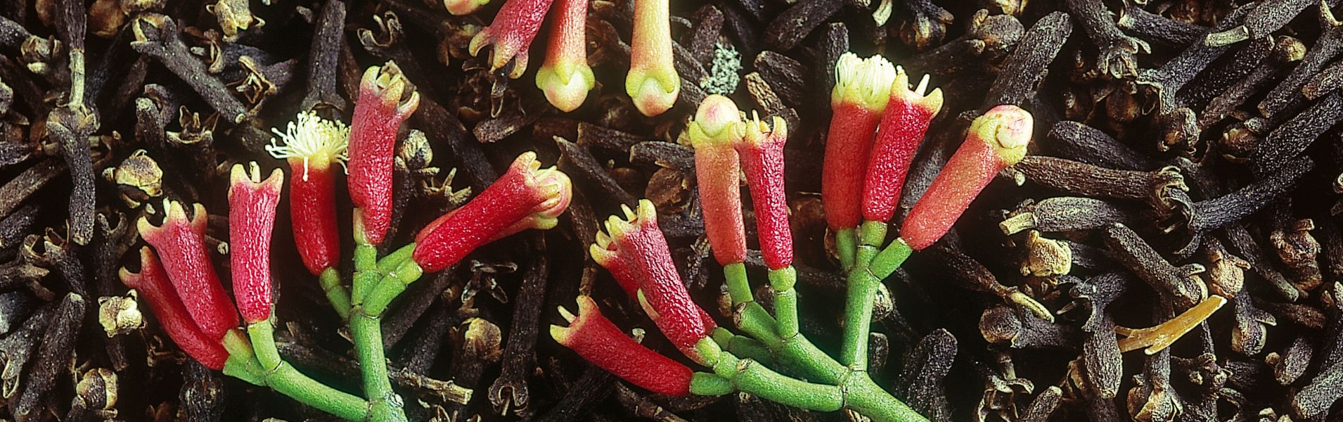 ALPAKA Kft - Fűszer Nagyker